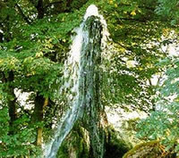 Der Wasserbaum von Ockensen