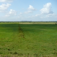 Niedermoor (Ochsenmoor, Dümmer)