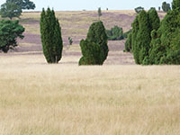 Naturschutzgebiet Heide