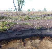 Archivböden – Heidepodsol