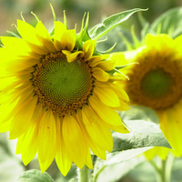 Sonnenblumen