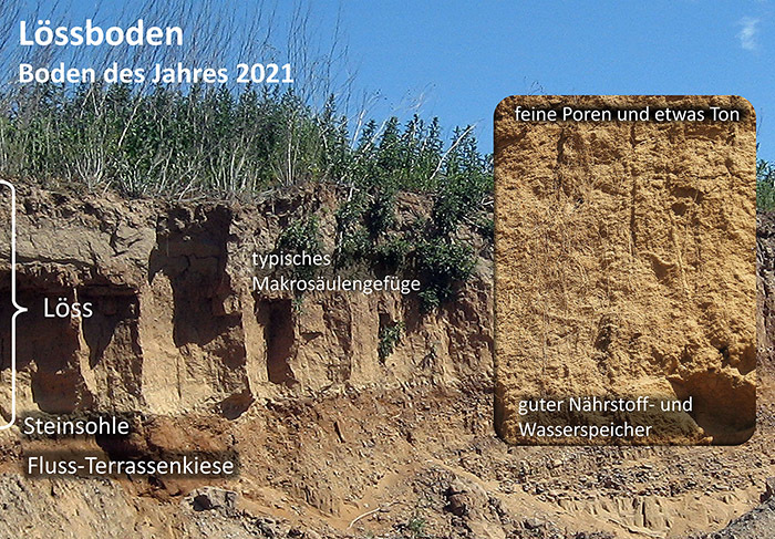 Lössboden, Boden des Jahres 2021