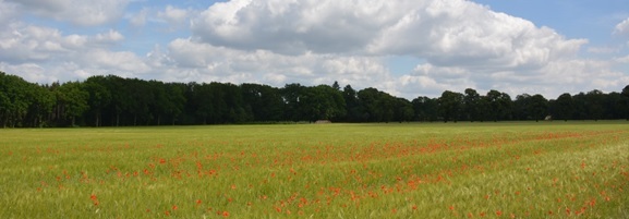 Boden, Dauerbeobachtung