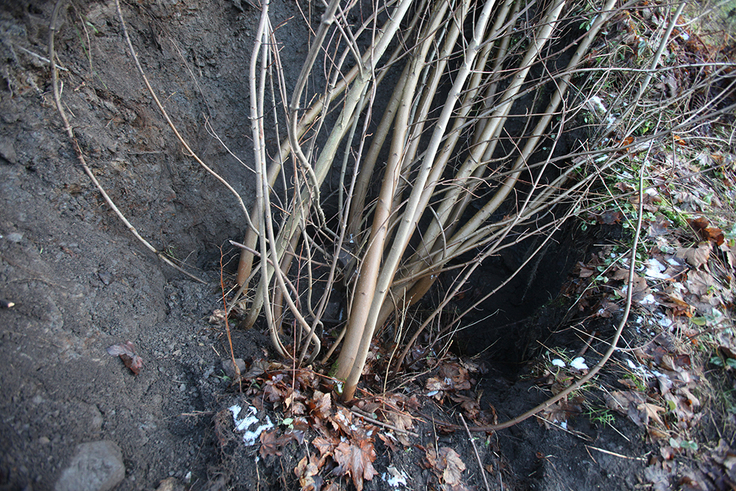 Rund zweieinhalb Meter Durchmesser, vier Meter Tiefe, kleiner Baum hineingefallen