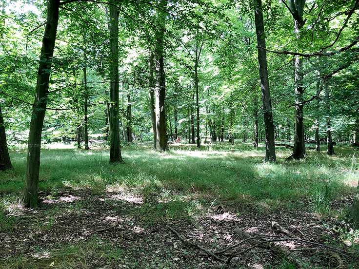 Ob bewachsen oder mit Laub belegt: Waldboden – hier im Krähenholz bei Vienenburg (Landkreis Goslar) – ist äußerst vielgestaltig und abwechslungsreich.