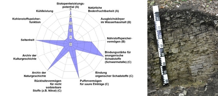 Rendzina Netzdiagramm