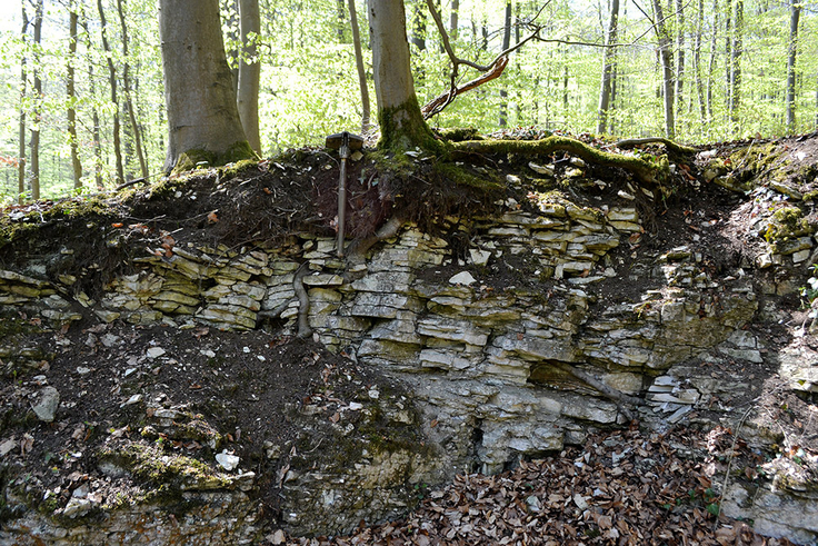 Die Rendzina ist eng verzahnt mit Gestein und Vegetation.