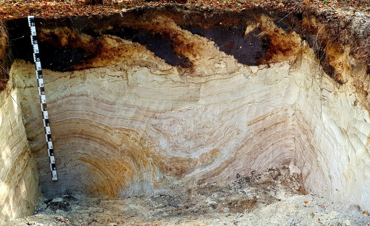 Das Bild zeigt einen Querschnitt durch eine mehr als einen Meter mächtige Bodenschicht. Der obere Bereich des Bodens ist tief umgebrochen worden, der untere Teil von Sedimenten aus der Saale-Eiszeit geprägt.