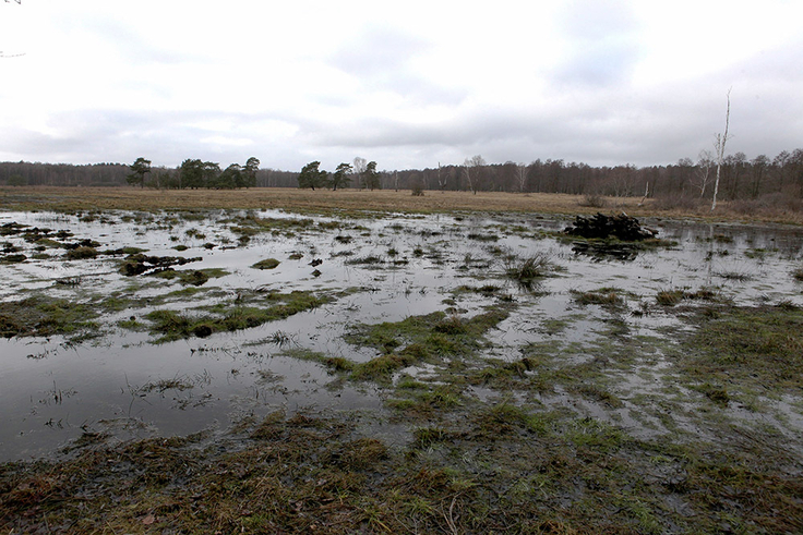 Das Foto zeigt überflutet Wiesenflächen.