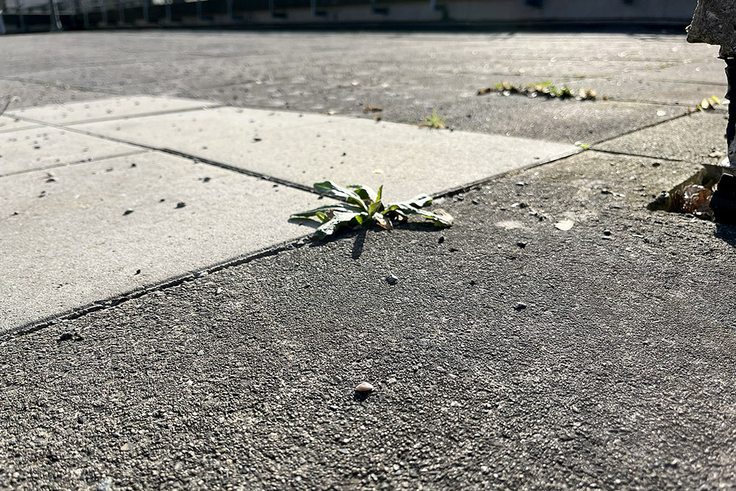 Das Bild zeigt eine kleine Pflanze, die versucht, zwischen Betonplatten zu wachsen.